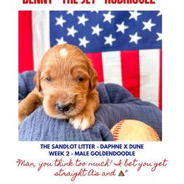 Benny The Jet Rodriguez - Apricot male Goldendoodle puppy in Marietta, Georgia from Reece + Co Doodles & Poodles