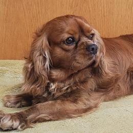 Jack - Cavalier King Charles Spaniel