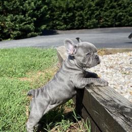 French Bulldogs, Maltese, and Poodles from SilverLining highlands and hounds