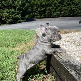 French Bulldogs, Maltese, and Poodles from SilverLining highlands and hounds