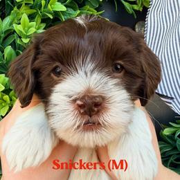 Snickers - Chocolate male Australian Labradoodle puppy in Silver Spring, Maryland from Potomac Australian Labradoodles