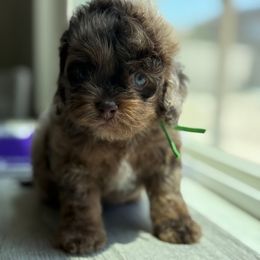Cassius - Merle male Cockapoo puppy in Palmdale, California from Pucci Pawfect