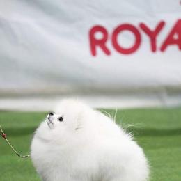 Tony - Pomeranian