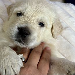 Golden Retriever Puppies from Arden Hill Goldens