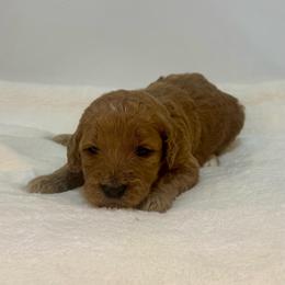 Melon - Red  female Goldendoodle puppy in Kenansville, North Carolina from J+A Family Doodles