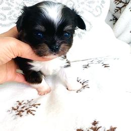 Princess Diana - Black and white female Chihuahua puppy in Santa Rosa Beach, Florida from Eva's Chihuahua