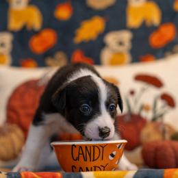 Border Collie, Papillon, Sporty Mix, and Whippet Puppies from Old Hemp Border Collies / Open Horizon Sport Dogs
