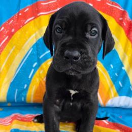 JANET Black brindle point - Black female Great Dane puppy in Port Clinton, Ohio from LakeSide Danes