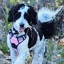 Bernedoodle All Grown Up from Peyton Doodles