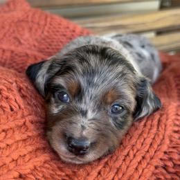 Sparky - Dapple male Dachshund puppy in Chillicothe, Ohio from Brittney's Doxie Den