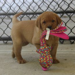 Labrador Retriever Puppies from Ivy Leash Labradors