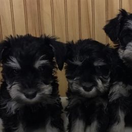 Miniature Schnauzer Puppies from Schottzie’s Miniature Schnauzers