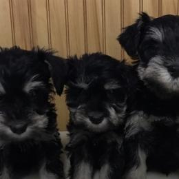 Miniature Schnauzer Puppies from Schottzie’s Miniature Schnauzers