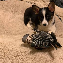 Pembroke Welsh Corgi Puppies from Twisted Little Corgis