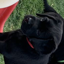 Labrador Retriever Puppies from Outlaws Labradors