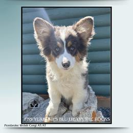 Yuki - Pembroke Welsh Corgi