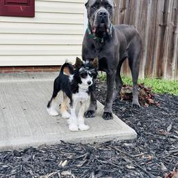 Chihuahua and Chinese Crested Puppies from Western Kentucky Chihuahua’s and Chinese Crested’s