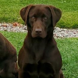 Rookie - Labrador Retriever