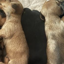 Dachshunds from Keen's Dachshunds