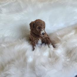 Miss Purple - Apricot female Goldendoodle puppy in Cumming, Georgia from Chattahoochee Kennels