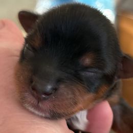 Boy 2 - Blue and gold male Yorkshire Terrier puppy in Chesapeake, Virginia from Your Key Breeder