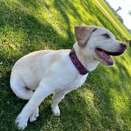 Dilute Retriever and Labrador Retriever Puppies from SmoKy Hills Labradors
