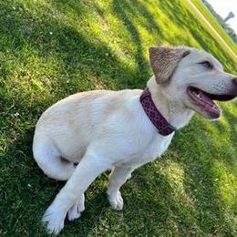 Dilute Retriever and Labrador Retriever Puppies from SmoKy Hills Labradors