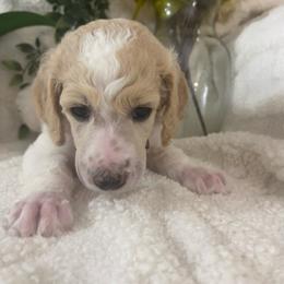Mia - Parti female Poodle puppy in Randallstown, Maryland from Parson Standards