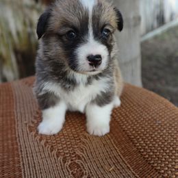 Female 4 Baby Ruth - Sable female Pembroke Welsh Corgi puppy in Bakersfield, California from Kern River Corgis
