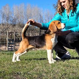 Dante - Beagle