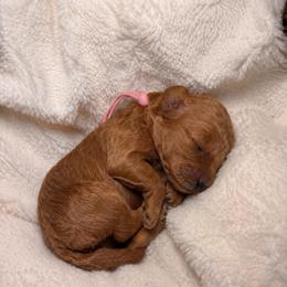 Willow - Red female Cockapoo puppy in Ellaville Ga, Georgia from Lakeside Cockapoos
