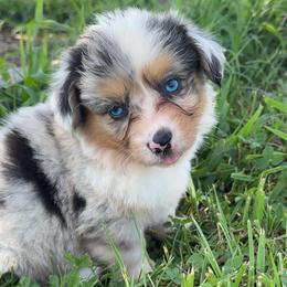 Ella - Blue female Pembroke Welsh Corgi puppy in Beggs, Oklahoma from Blue Diamond Corgi’s