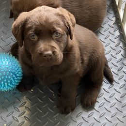Labrador Retriever Puppies from Viklan Labradors