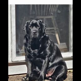 Labrador Retriever Puppies from Sound View Labradors East