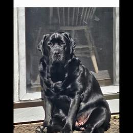 Labrador Retriever Puppies from Sound View Labradors East