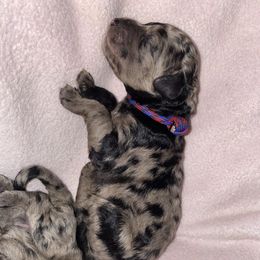 Bernedoodle and Goldendoodle Puppies from Saratoga Goldendoodles