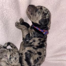 Bernedoodle and Goldendoodle Puppies from Saratoga Goldendoodles