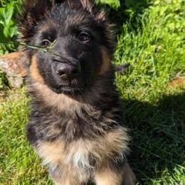 German Shepherd Puppies from League of Shepherds