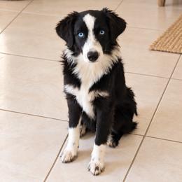 Tiny black and white female - Black & white female Miniature Australian Shepherd puppy in Florida from All Champions Mini Aussies & ABW Great Danes