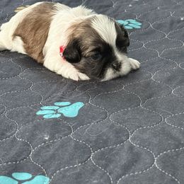 Shih Tzu Puppies from Leahrae's Shih Tzus