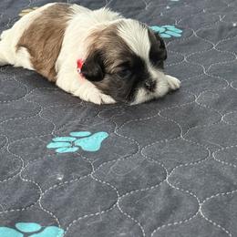 Shih Tzu Puppies from Leahrae's Shih Tzus