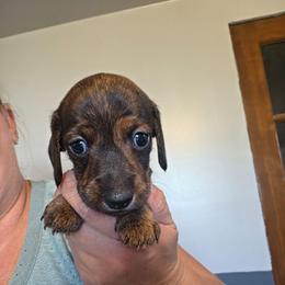 Wire guy - Brindle male Dachshund puppy in El Paso, Texas from Mells Weenies