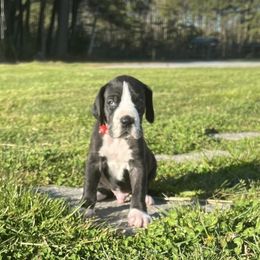 Great Danes from Danes By The Bay