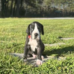 Great Danes from Danes By The Bay