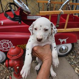 Dalmatian Puppies from Hot Diggety Dogs LLC
