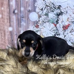 Black and Cream Male Short Hair Red Collar - Black and cream male Dachshund puppy in Cleveland, Tennessee from Kelly's Doxie Farm