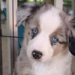 Toy Australian Shepherds from Alexandra Meadors