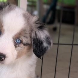 Toy Australian Shepherds from Alexandra Meadors