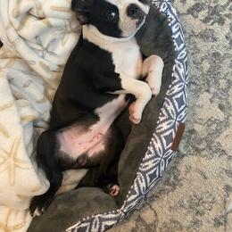 Boston Terrier Puppies from I Love Pups