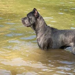 Cane Corso from Cargill Cane Corso